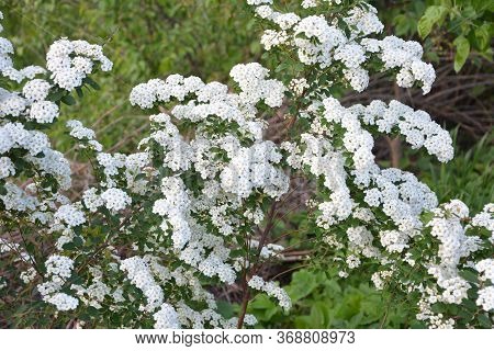 Spring - A Flowering White Meadowsweet. White Small Flowers (thunbergs Meadowsweet).