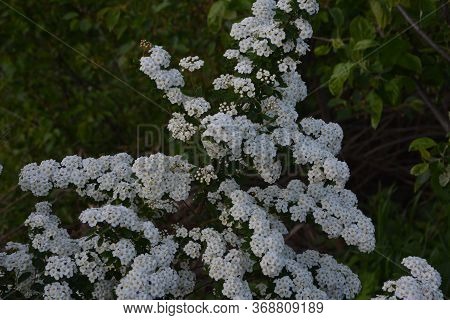 Spring - A Flowering White Meadowsweet. White Small Flowers (thunbergs Meadowsweet).