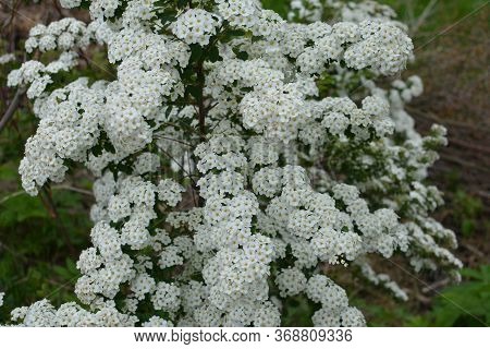 Spring - A Flowering White Meadowsweet. White Small Flowers (thunbergs Meadowsweet).