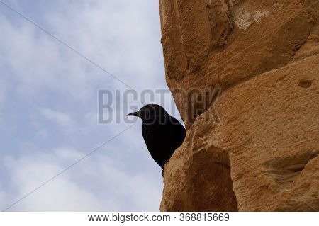 Tristram's Starling Or Tristram's Grackle Explores The Rocks Of Masada Fortress