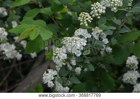 Spring - A Flowering White Meadowsweet. White Small Flowers (thunbergs Meadowsweet).