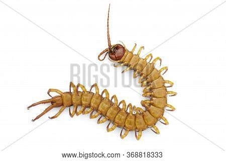 Image Of Dead Centipedes Or Chilopoda Isolated On White Background. Animal. Poisonous Animals.