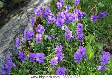 Blooming Glades Of Beautiful Violets On The Mountain Slopes In The Republic Of Khakassia. Russia