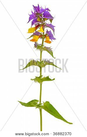 Melampyrum Nemorosum 꽃