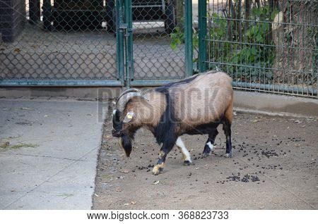 Capra Hircus Hircus Domestico In The Zoo