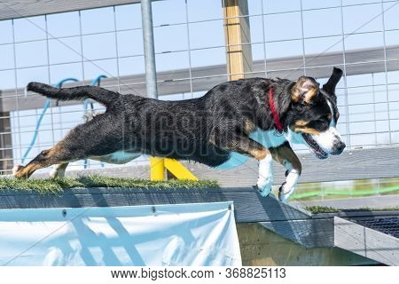 Swiss Mountain Dog In A Dock Diving Competition Jumping Off Of A Dock Into The Pool