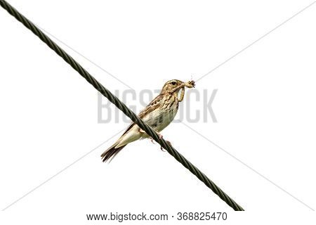 Tree Pipit Anthus Trivialis Sitting On Wire With Food In Beak Isolated On White Background. Cute Lit