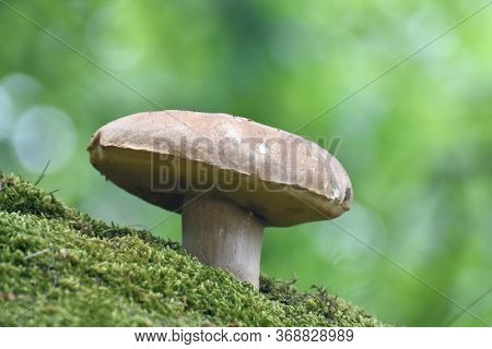 Penny Bun Or Boletus Edulis Mushroom In Forest. King Boletes In The Woods