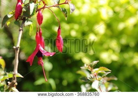 Beautiful And Colourful Purple Hardy Fuchsia (fuchsia Magellanica)