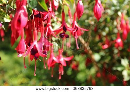 Beautiful And Colourful Purple Hardy Fuchsia (fuchsia Magellanica)