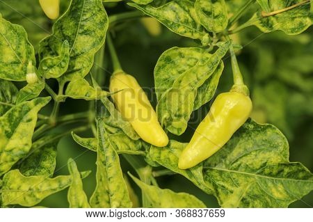 Green Chili Pepper Plant On Field Agriculture In Garden. Cayenne