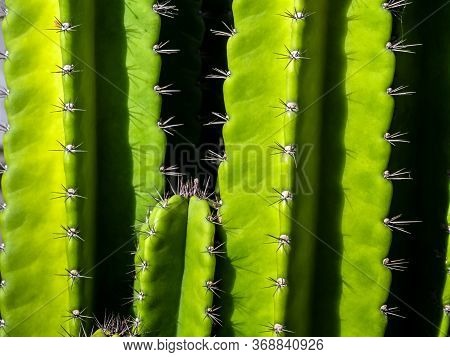 Green Background By Plump Stems And Spiky Spines Of Cereus Peruvianus Cactus