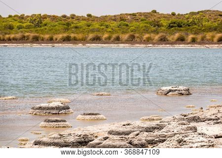 An image of Stromatolites Lake Thetis Western Australia