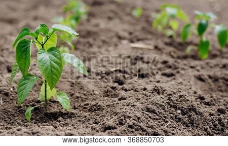 Young Shoots Of Seedlings The Bell Peppers. Closeup View Of Young Paprika Sprouts In The Soil. Agric