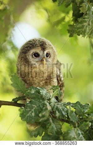 Nestling Of Tawny Owl - Strix Aluco - Sit On Oak Tree Between The Leaves