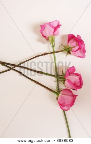 4 Rosas rosa
