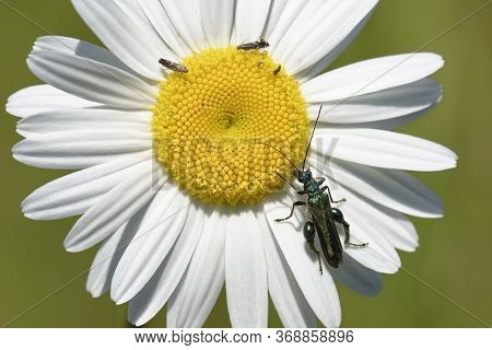 Thick-legged Flower Beetle - Oedemera Nobilis On Oxeye Daisy - Leucanthemum Vulgare With Cockfoot Mo
