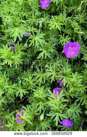 Lilac Flowers Of Geranium Soboliferum In The Garden