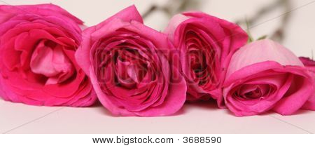 Close-Up de rosas rosa