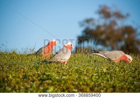 Three Australian Galah Parrot Foraging On Ground In Early Morning Sunlight.