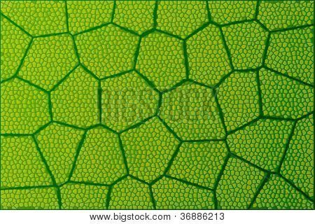 Blad Under mikroskop