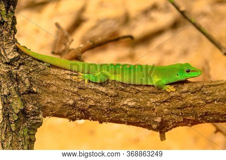 Close Up Of A Green Gecko, Phelsuma Madagascariensis Species, Also Called Madagascar Day Gecko. It L