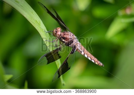 A Female Common Whitetail Skimmer Rests On A Leaf. North Carolina.