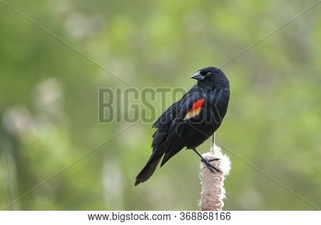 Male Red-winged Blackbird Photographed In Its Natural Habitat Perched On A Cattail.