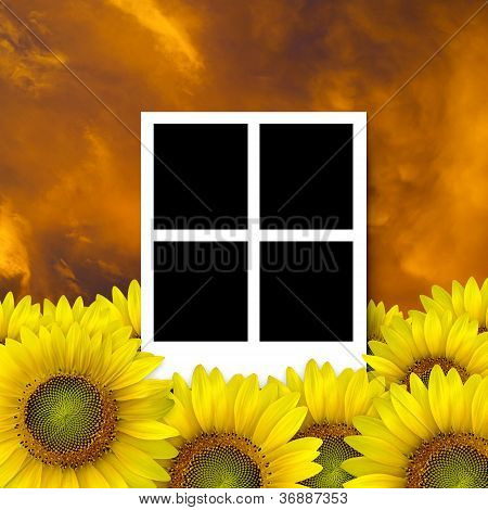 4 Puste ramki na piękne żółte płatki słonecznika zbliżenie
