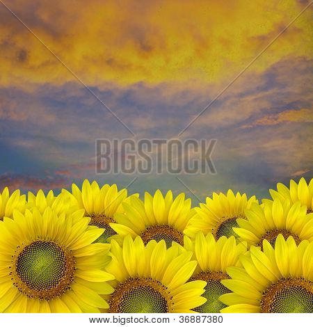 Piękne żółte płatki słonecznika zbliżenie z przestrzeni tekstu na tle nieba