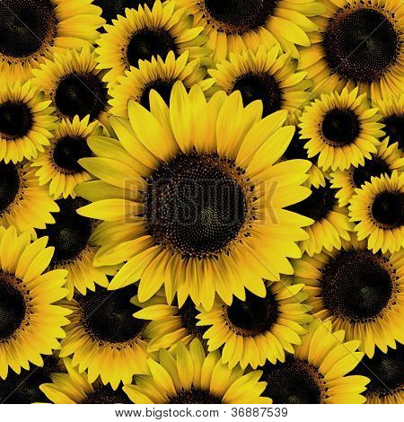 Ciemno żółte płatki słonecznika zbliżenie wzory tło