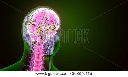 The Human Brain Is The Central Organ Of The Human Nervous System, And With The Spinal Cord Makes Up 