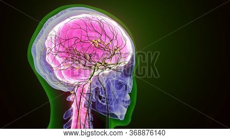 The Human Brain Is The Central Organ Of The Human Nervous System, And With The Spinal Cord Makes Up 