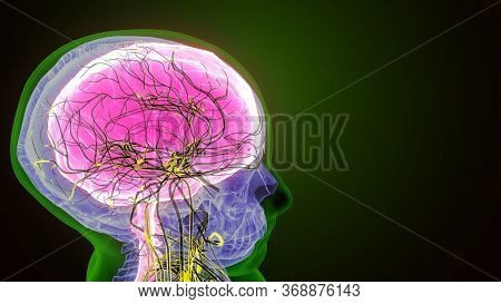 The Human Brain Is The Central Organ Of The Human Nervous System, And With The Spinal Cord Makes Up 