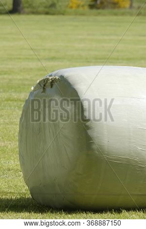 Green Field With Green Roll Of Ensilage Or Bale Of Hay, Wrapped In Green Plastic. In Spring Sunlight