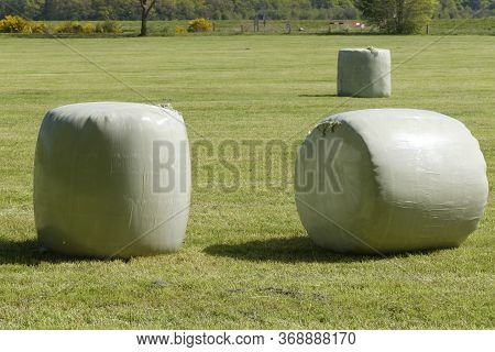 Large Green Field With Lots Of Green Rolls Of Ensilage Or Bales Of Hay, Wrapped In Green Plastic. In