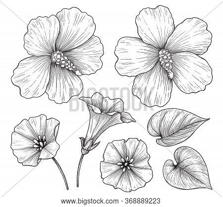 Hand Drawn Hibiscus And Bindweed Flowers Isolated On White Background. Monochrome Floral Set In Vint