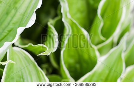 Natural Background. Hosta (funkia, Plantain Lilies) In The Garden. Green Leaves With White Border