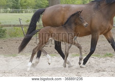 Little Brown Foal, Trosts Next To The Mother, One Week Old, During The Day With A Countryside Landsc