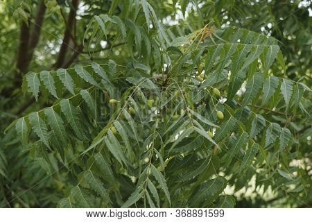 Azadirachta Indica, Commonly Known As Neem, Nimtree Or Indian Lilac