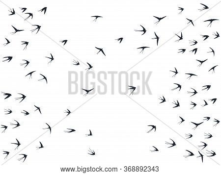 Flying Swallow Birds Silhouettes Vector Illustration. Nomadic Martlets Bevy Isolated On White. Pinio