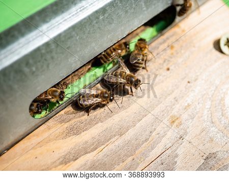 The Image Of A Bee. Bees Get Honey. Bees Work On Apiaries. Bees Carry Pollen To The Hive. Bees At Wo