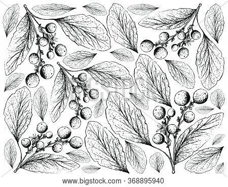 Berry Fruit, Illustration Hand Drawn Sketch Of Orangeberry, Gin Berry Or Glycosmis Pentaphylla Fruit