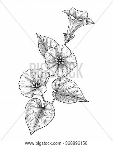 Hand Drawn Bindweed Flower With Leaves Isolated On White Background. Vector Monochrome Elegant Flora