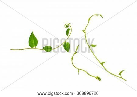 Floral Desaign. Twisted Jungle Vines Liana Plant With Heart Shaped Green Leaves Isolated On White Ba