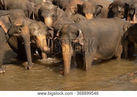 Pinnawala Elephant Orphanage Is An Orphanage, Nursery And Captive Breeding Ground For Wild Asian Ele
