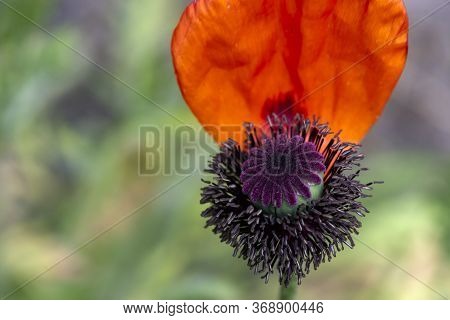 Stamens Of A Flower Closeup.
Petal On A Poppy Head.macro View Inside A Blooming.