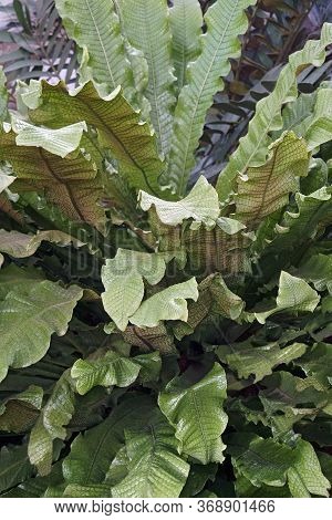 Close Up Image Of Crocodile Fern (microsorum Musifolium)