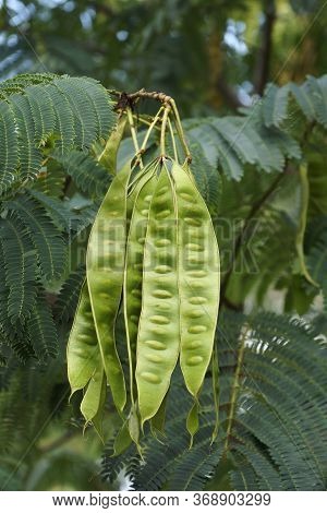 Silktree Fruits (albizia Julibrissin).called Mimosa, Persian Acacia, Persian Silk Tree, Pink Silk Tr
