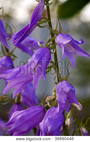 Harebell